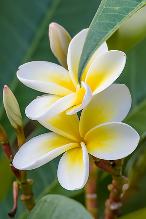 The last of the Frangipani flowers in Autumn