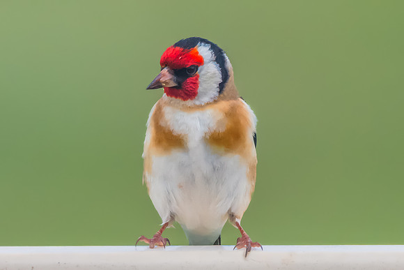 The small and multi-coloured European Goldfinch