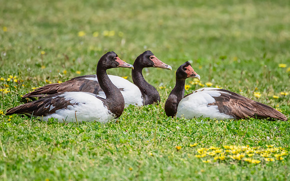 Magpie Geese resting on the grass