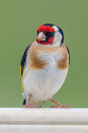 The small and multi-coloured European Goldfinch