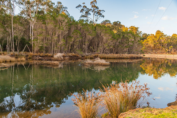 Late afternoon tree reflections at the creek