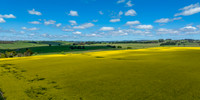 Spring Canola Crop in the NSW Central West Countryside