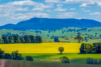 Spring Canola Crop in the NSW Central West Countryside