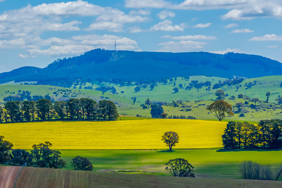 Spring Canola Crop in the NSW Central West Countryside