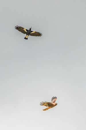 Australian Magpie challenging a Light-morph Little Eagle in an o