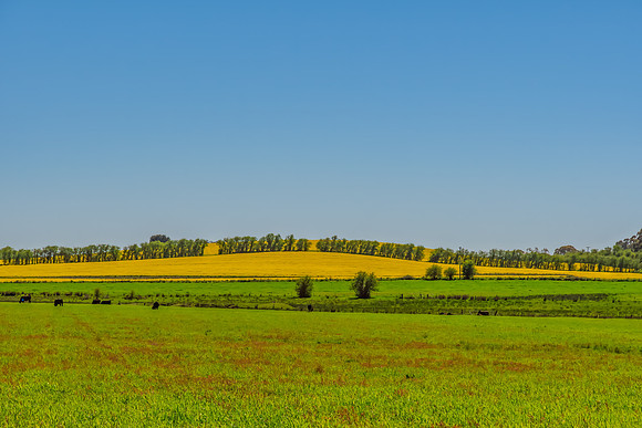 Yellow Canola Fields in the NSW Central West Region