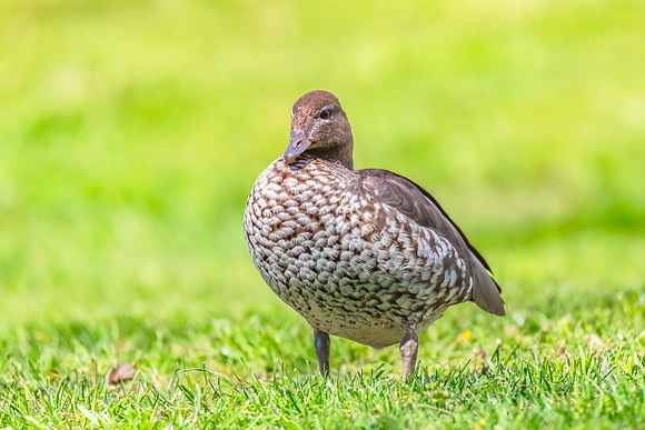 Female Australian Wood Duck on the green grass