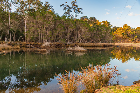 Late afternoon tree reflections at the creek