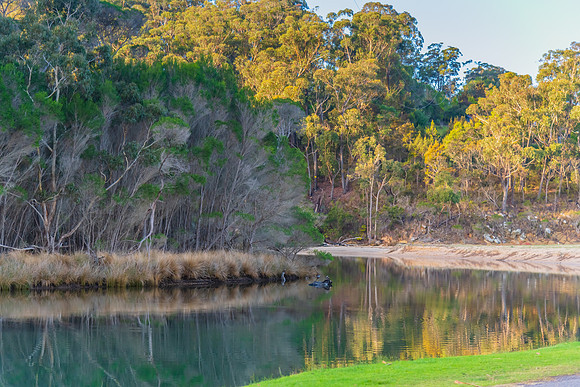 Late afternoon tree reflections at the creek