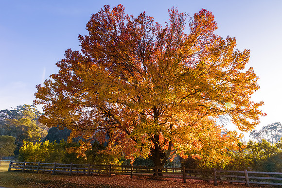 Early Morning Autumn Hues