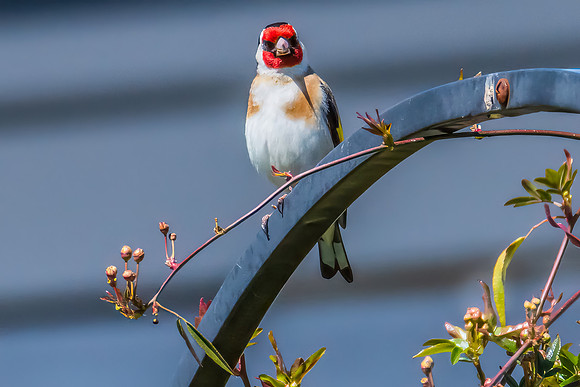 The small and multi-coloured European Goldfinch