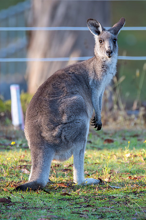 Eastern Grey Kangaroo