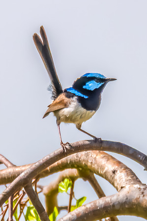 Male Superb Fairy-wren on the tree branch