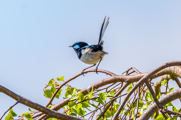 Male Superb Fairy-wren on the tree branch