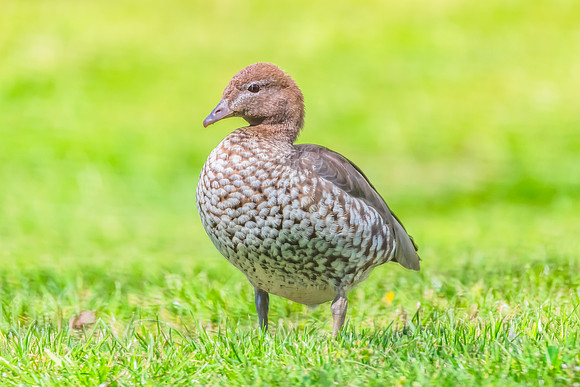 Female Australian Wood Duck on the green grass