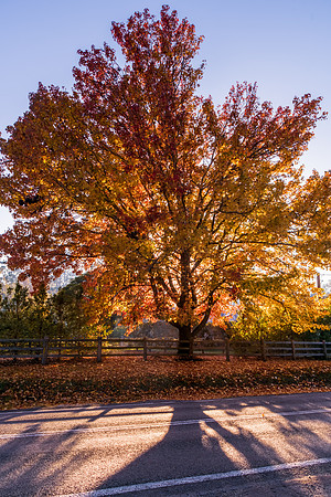 Early Morning Autumn Hues