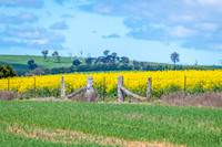 Spring Canola Crop in the NSW Central West Countryside