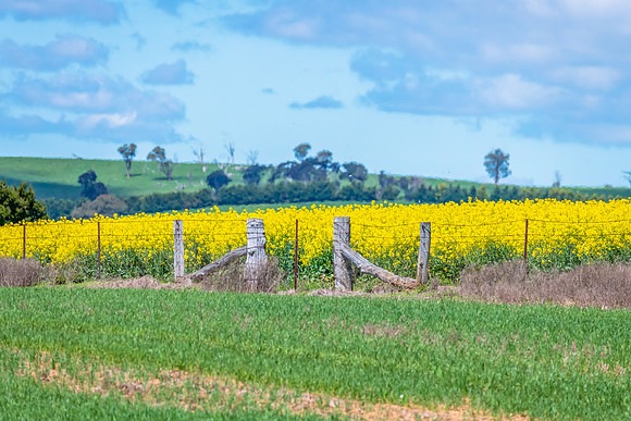 Spring Canola Crop in the NSW Central West Countryside