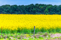 Spring Canola Crop in the NSW Central West Countryside