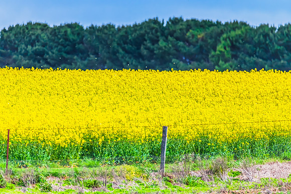 Spring Canola Crop in the NSW Central West Countryside