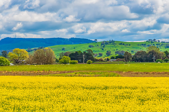 Spring Canola Crop in the NSW Central West Countryside