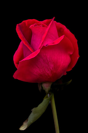 Red rose beginning to bloom on black background