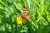 Australian Painted Lady Butterfly and a yellow Dandelion flower