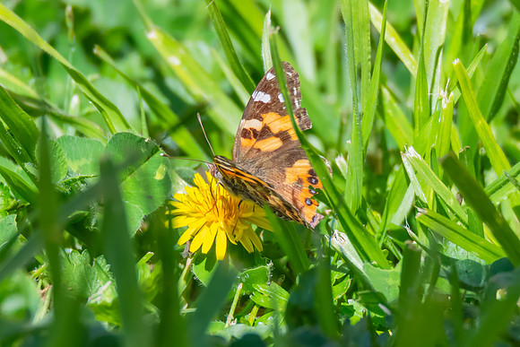 Australian Painted Lady Butterfly and a yellow Dandelion flower