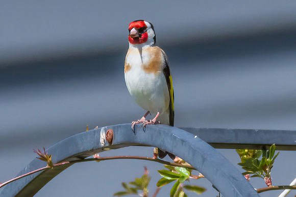The small and multi-coloured European Goldfinch