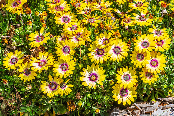 Osteospermum Blue Eyed Beauty flowers in the garden