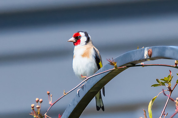 The small and multi-coloured European Goldfinch