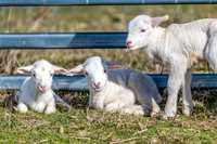 Sheep on the farm - 1 day old Australian White lambs