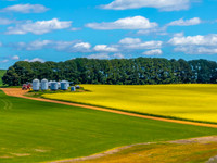 Spring Canola Crop in the NSW Central West Countryside