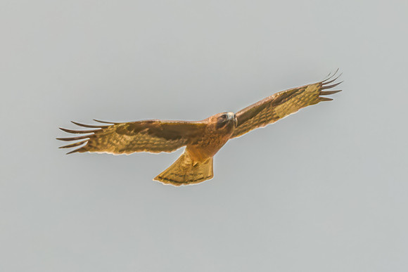 Light-morph Little Eagle flying in an overcast sky