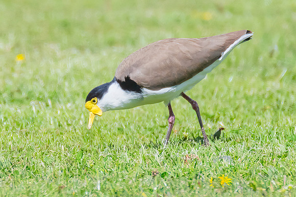 Masked Lapwing also known as a Plover bird on the grass