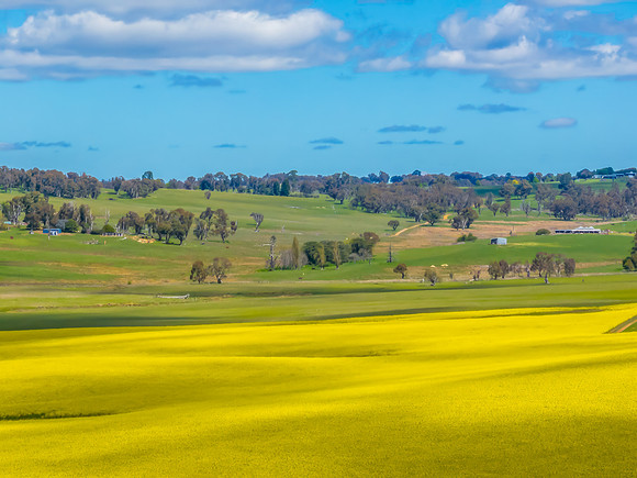 Spring Canola Crop in the NSW Central West Countryside