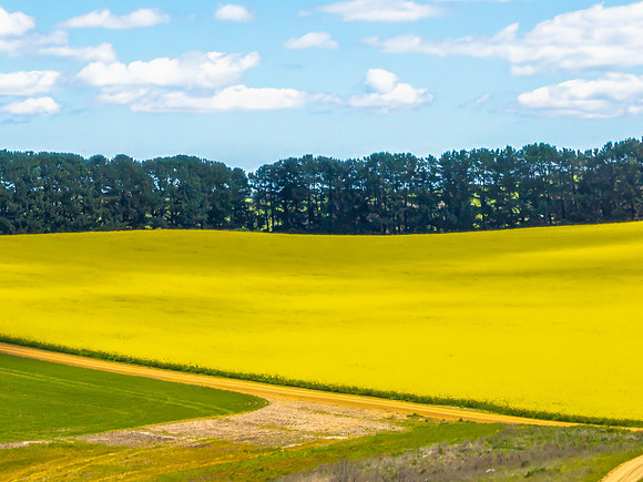 Spring Canola Crop in the NSW Central West Countryside
