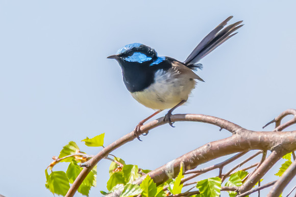 Male Superb Fairy-wren on the tree branch