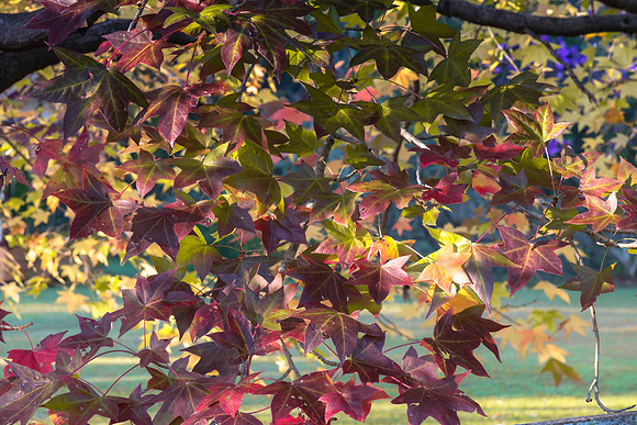Early Morning Autumn Hues