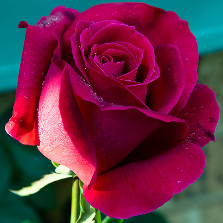 Red rose in bloom in the garden