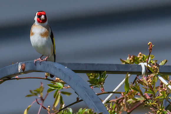 The small and multi-coloured European Goldfinch