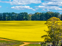Spring Canola Crop in the NSW Central West Countryside