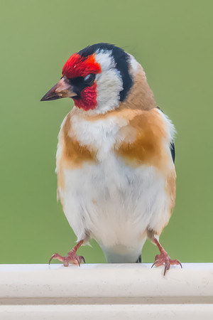 The small and multi-coloured European Goldfinch
