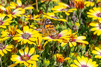 Australian Painted Lady Butterfly and a yellow Blue Eyed Beauty