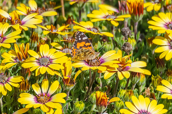 Australian Painted Lady Butterfly and a yellow Blue Eyed Beauty