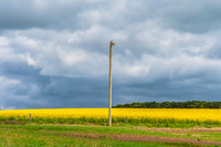 Spring Canola Crop in the NSW Central West Countryside