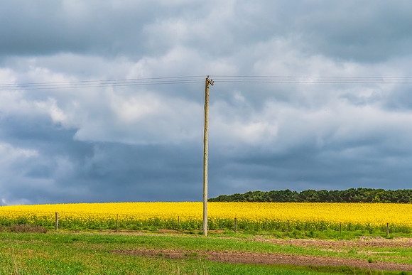 Spring Canola Crop in the NSW Central West Countryside