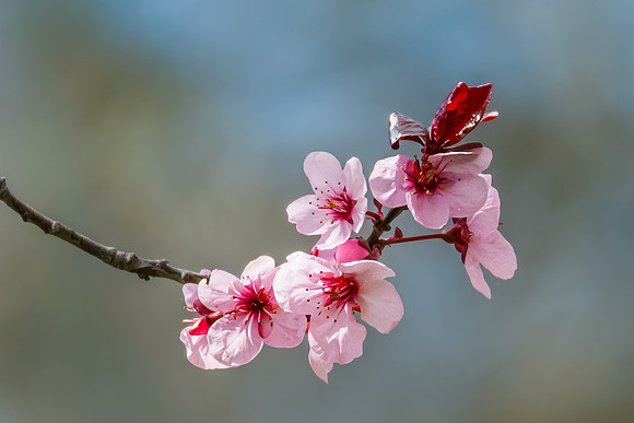 Pink blossoms on the tree in Springtime