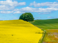 Spring Canola Crop in the NSW Central West Countryside