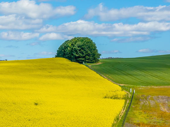 Spring Canola Crop in the NSW Central West Countryside